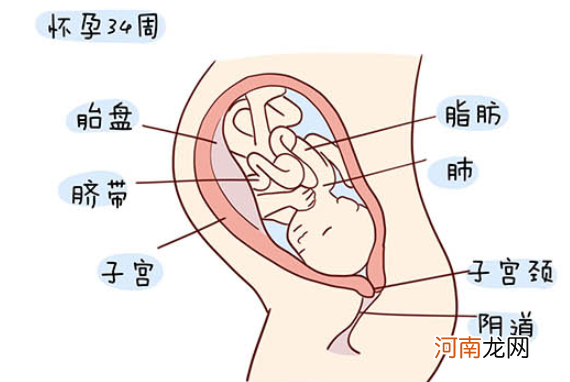 怀孕1一40周全过程图 史上最全的高清胎儿发育图