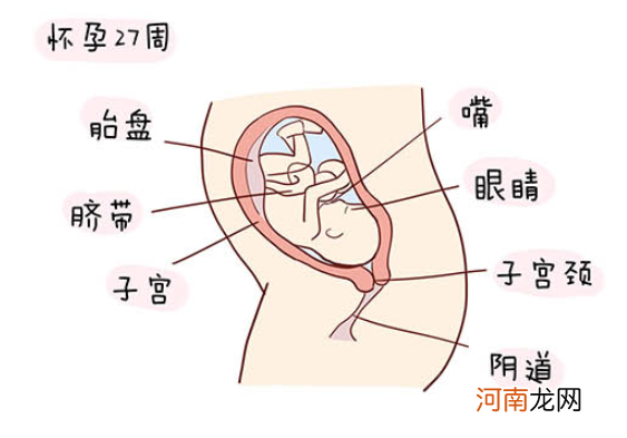 怀孕1一40周全过程图 史上最全的高清胎儿发育图