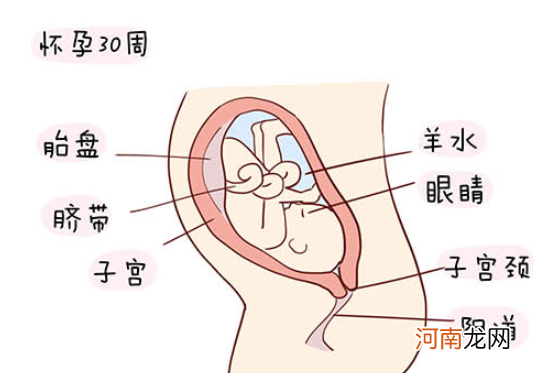 怀孕1一40周全过程图 史上最全的高清胎儿发育图