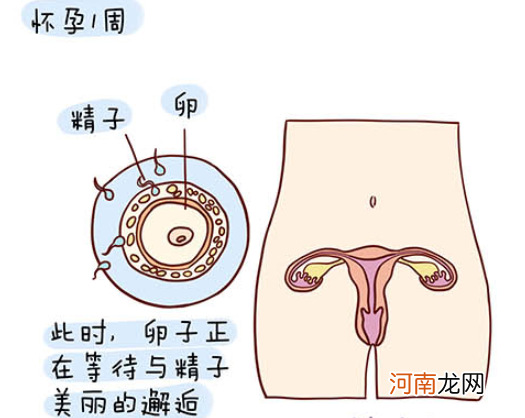 怀孕1一40周全过程图 史上最全的高清胎儿发育图