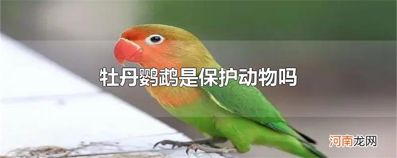 牡丹鹦鹉是保护动物吗