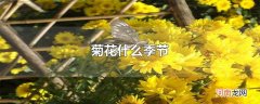 菊花什么季节