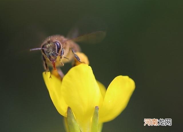 借蜜蜂的勤劳讽刺不劳而获 比喻不劳而获的人