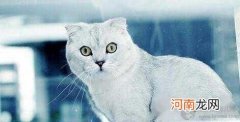 猫的寿命有多长?猫一般能活多少年?