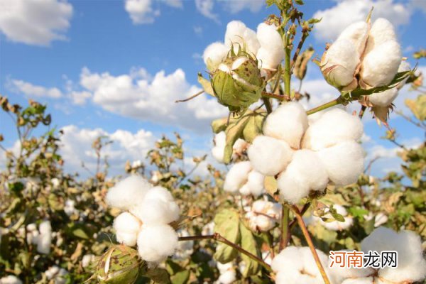棉花的缺点 优质棉花与劣质棉花的区别