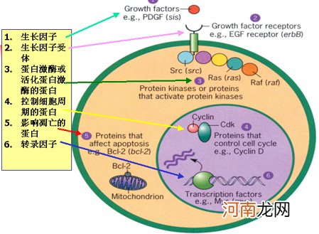 牛奶的7大生长因子