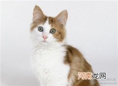 安哥拉猫多少钱一只？安哥拉猫的价格及购买方法介绍