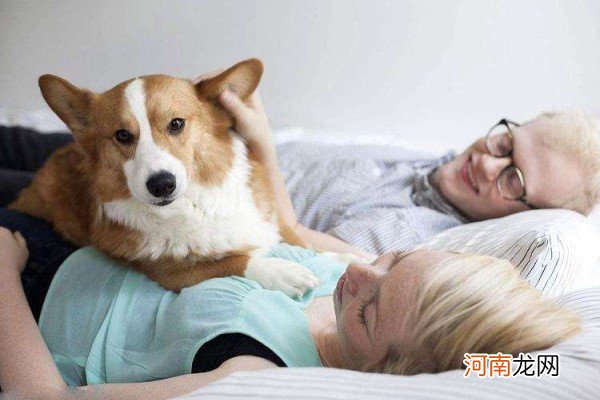 宠物对孕妇有什么影响 宠物可能给孕妇带来什么伤害