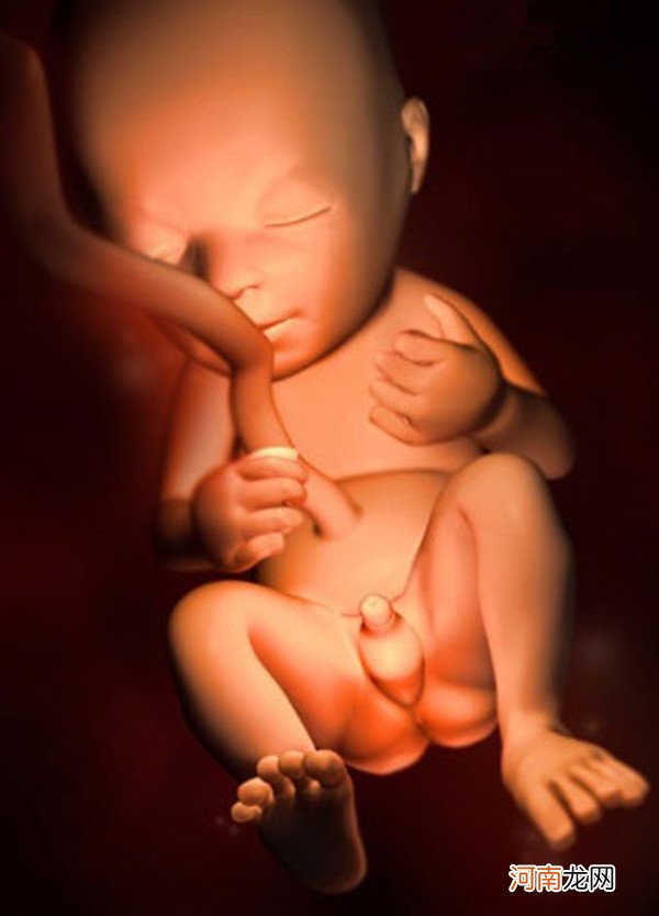 1—40周胎儿发育图 胎儿在子宫内发育全过程3D图