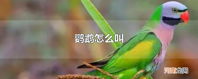 鹦鹉怎么叫