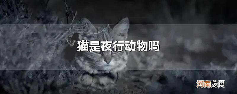 猫是夜行动物吗