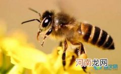 小班科学活动教案：蜜蜂与蜂蜜教案