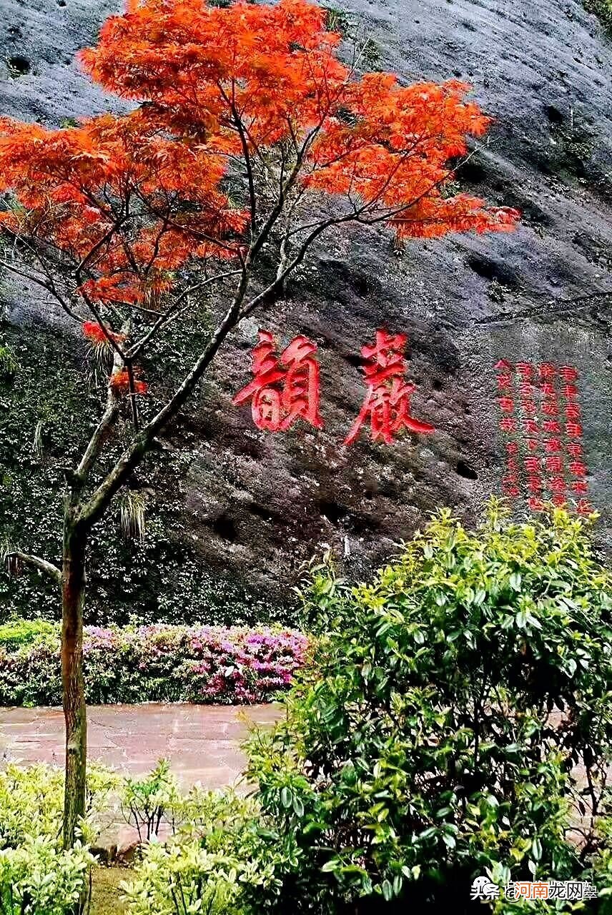 “茶王”大红袍母树仅存6株 大红袍母树现在有几棵