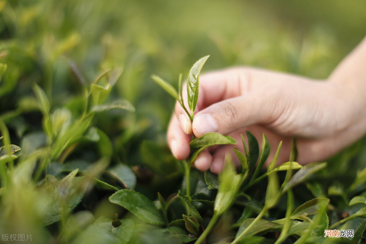 注意这3点冬天照样喝绿茶 冬天喝绿茶好吗