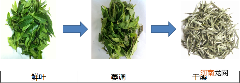 福鼎白茶属于什么茶，福鼎白茶是怎么制作的