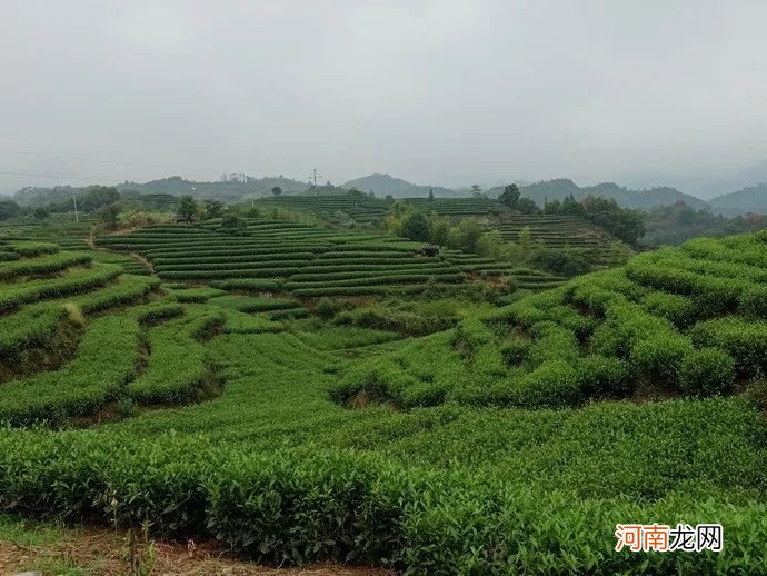 福鼎白茶核心产区 福鼎的白茶产地在哪