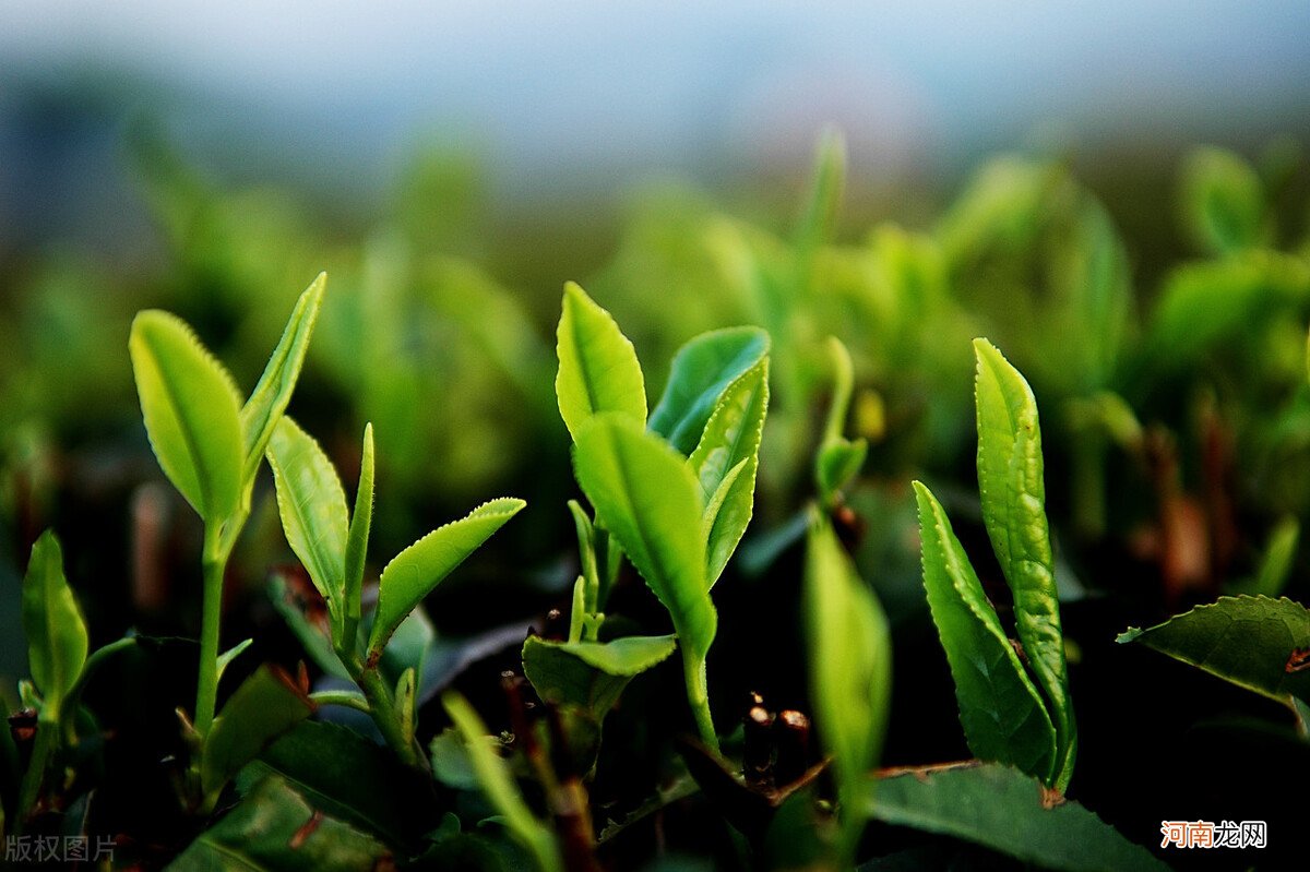 探寻云贵高原深处的高山绿茶 贵州高山绿茶简介