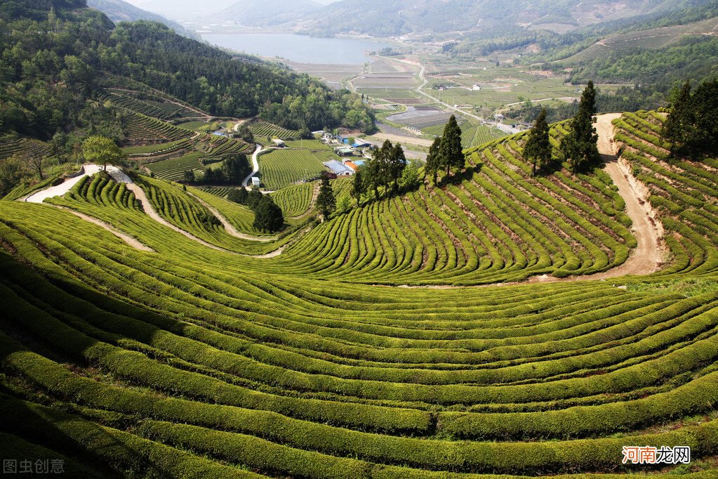 探寻云贵高原深处的高山绿茶 贵州高山绿茶简介