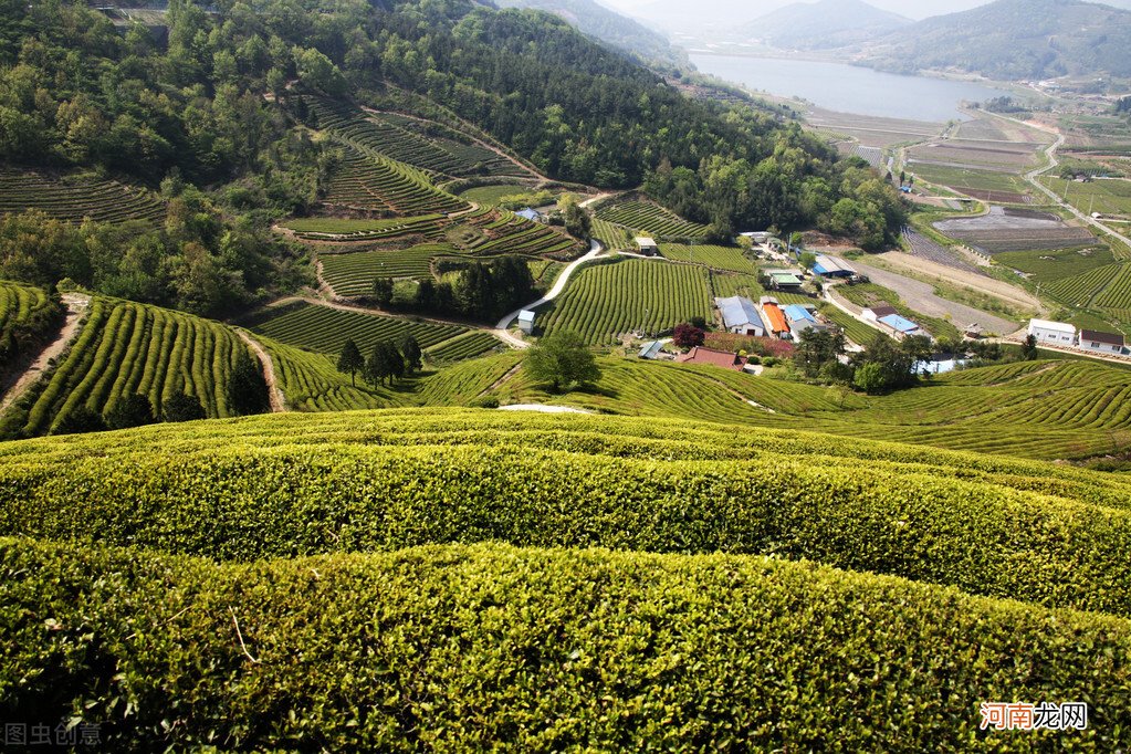 探寻云贵高原深处的高山绿茶 贵州高山绿茶简介