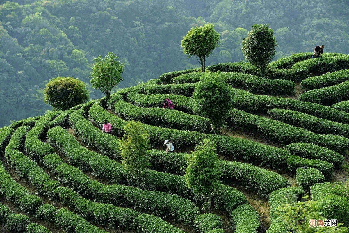 探寻云贵高原深处的高山绿茶 贵州高山绿茶简介