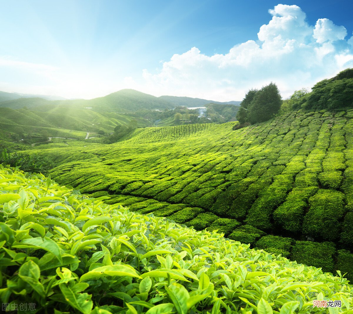 探寻云贵高原深处的高山绿茶 贵州高山绿茶简介