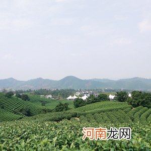 杭州茶文化起源 杭州茶文化历史简介