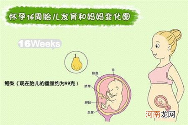 怀孕4个月肚子多大 怀孕4个月的胎儿有多大