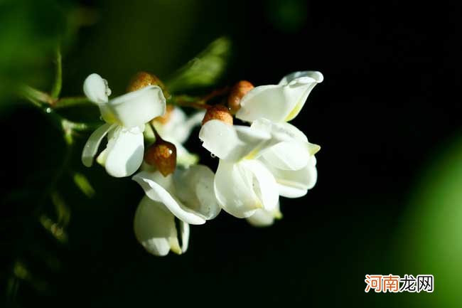 槐花的食用价值 槐花茶的功效与作用