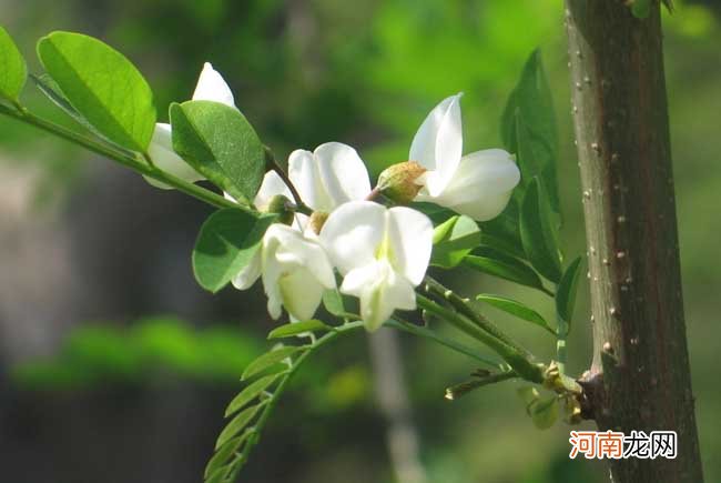 槐花的食用价值 槐花茶的功效与作用