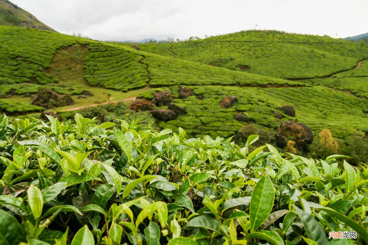 黄大茶有哪些茶品