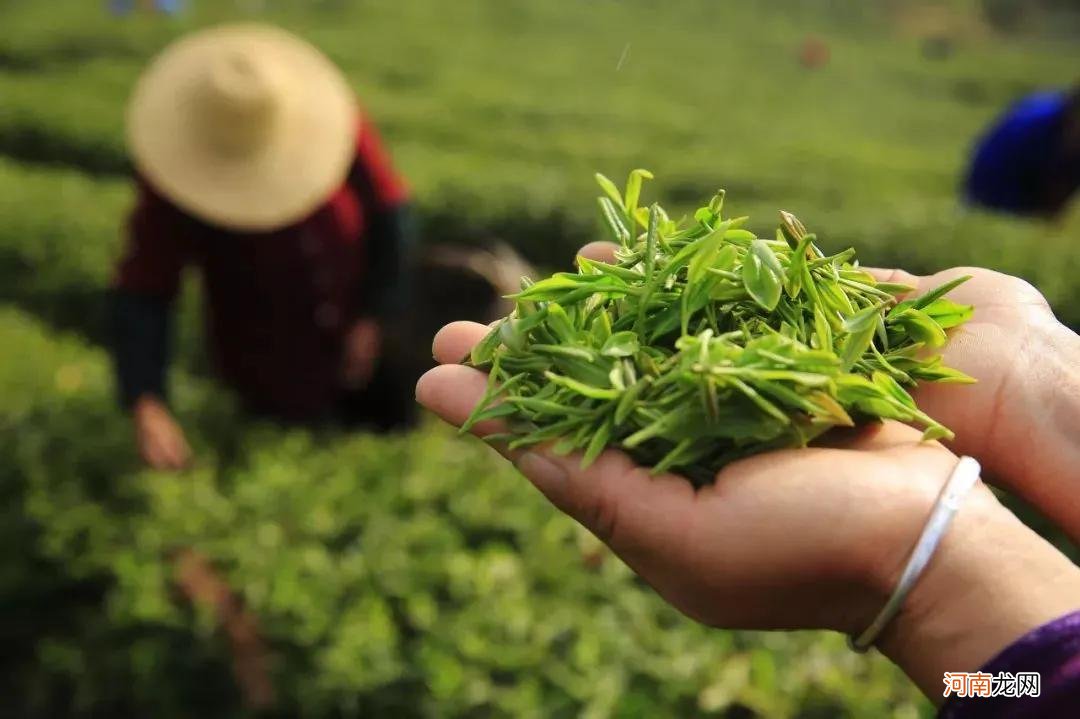 口粮茶的特征 口粮茶是不是比较低级