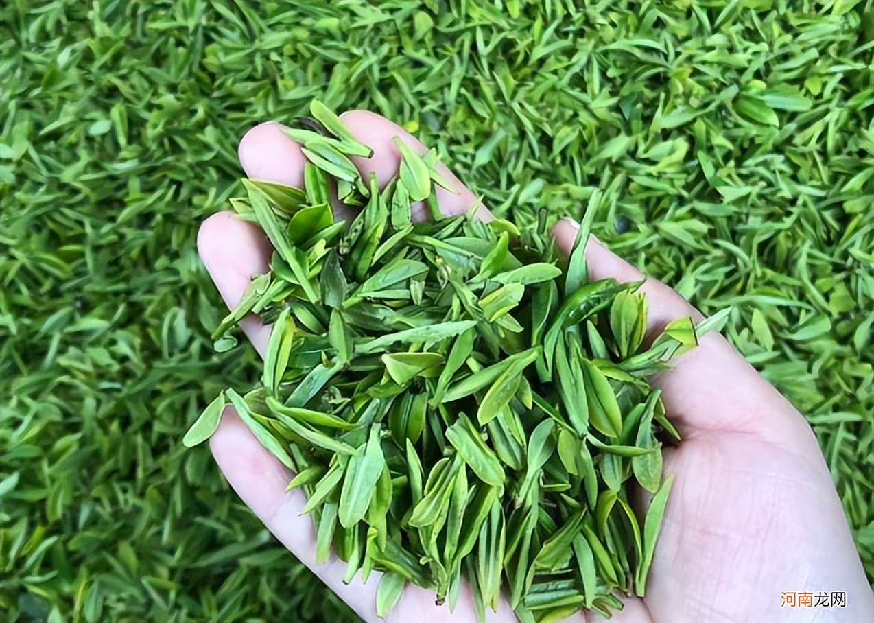 我国的10大绿茶 绿茶品种介绍