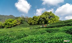 中国十大绿茶综合排名 绿茶什么牌子最好
