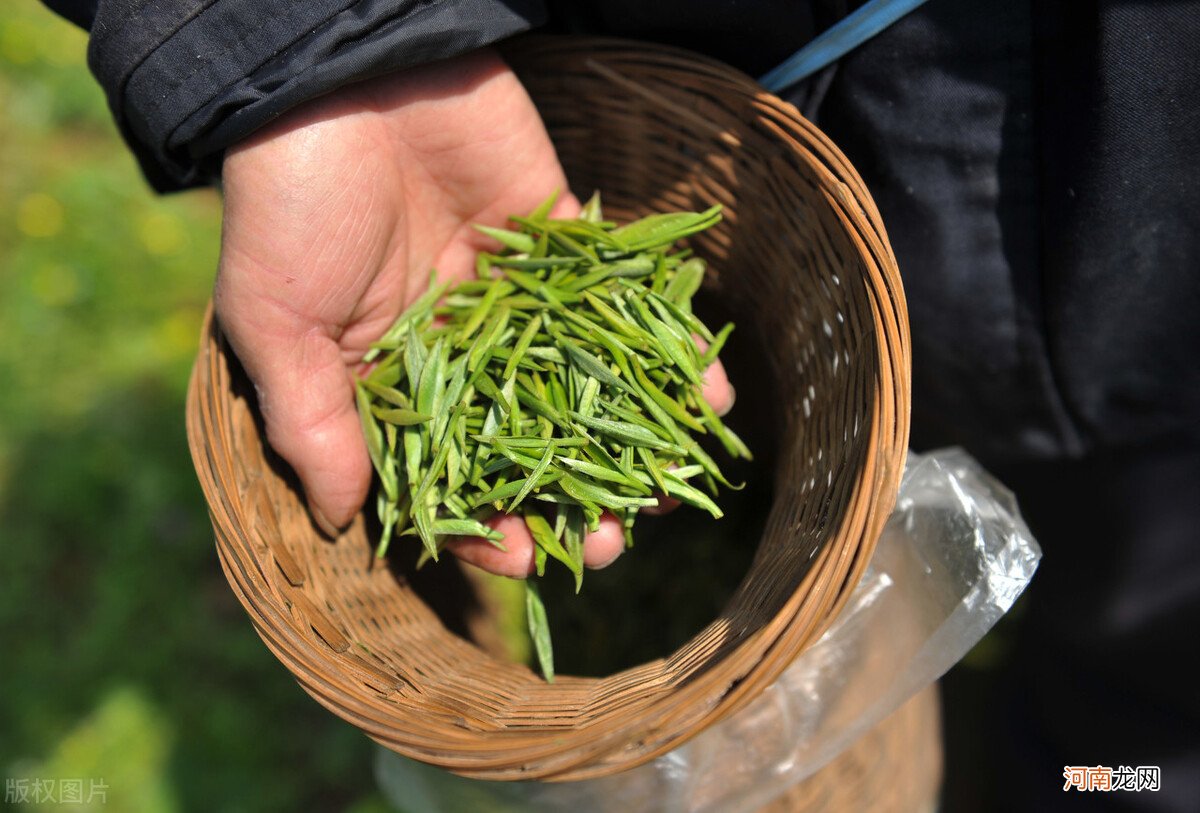 绿茶提取物，绿茶含有「伤肝」物质？