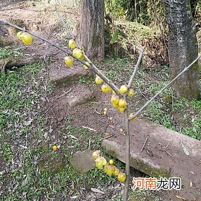 自制梅花茶 梅花茶的制作方法