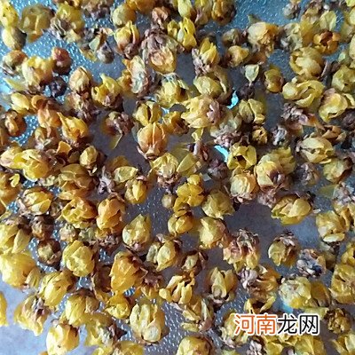 自制梅花茶 梅花茶的制作方法