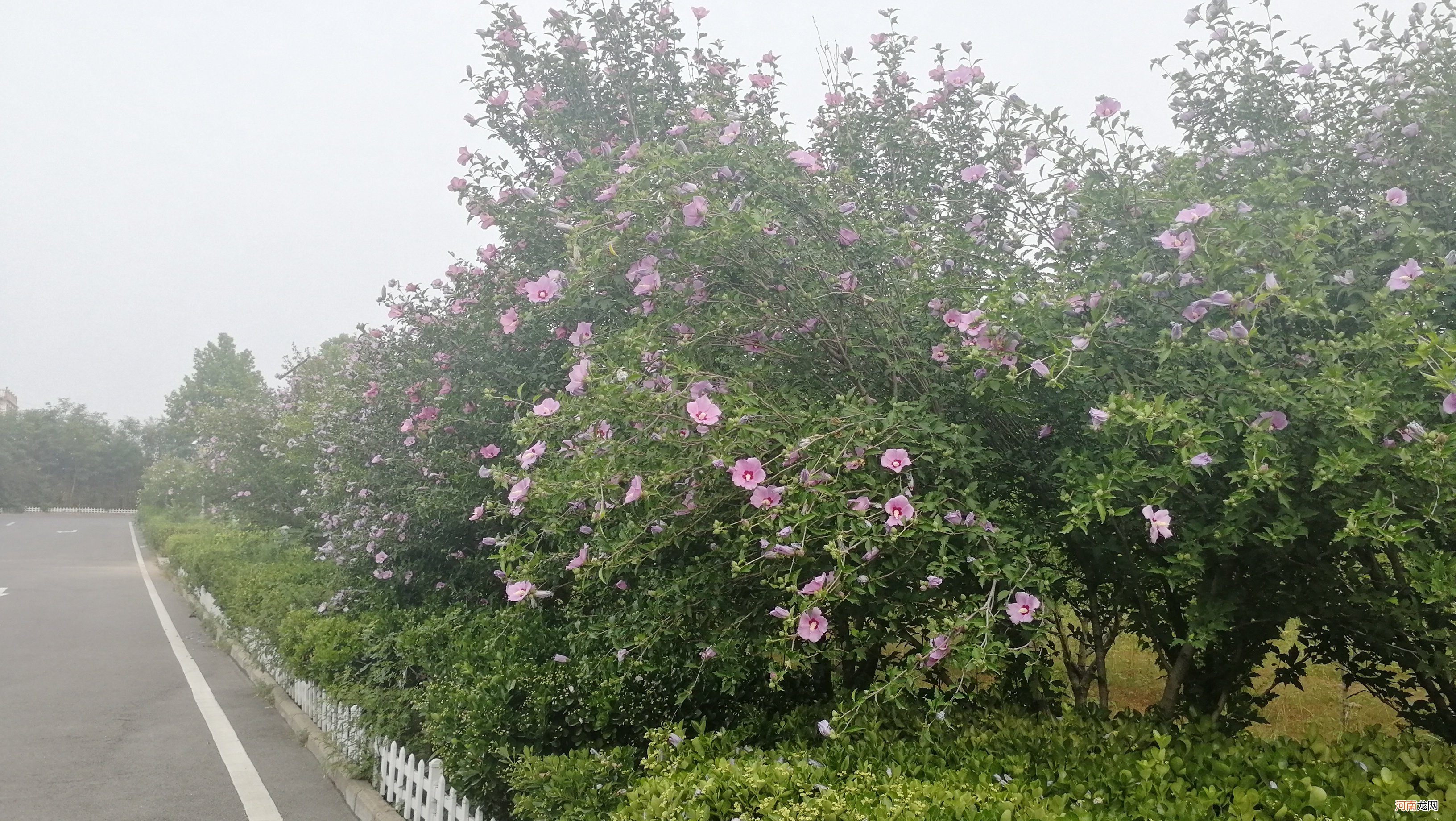 木槿花茶什么味道