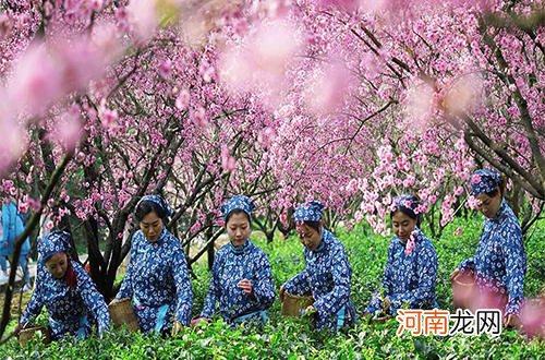 南京雨花茶的起源和品质特点 南京雨花茶的特点和功效