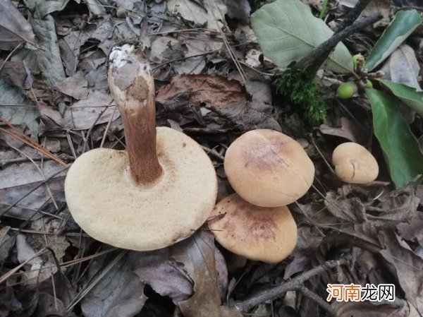 牛肝菌要煮多久才会没毒 牛肝菌为什么要煮15分钟