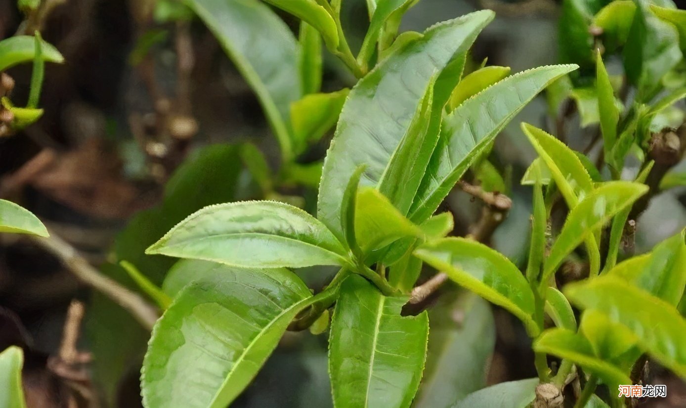 好的普洱生茶具备的特点 普洱生茶的品质特征