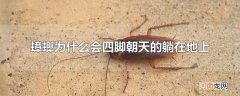 蟑螂为什么会四脚朝天的躺在地上
