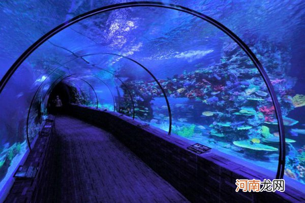 海底隧道最长的是哪个 海底隧道是在海底还是在海的中间