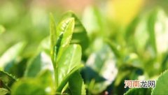 被誉为“中国绿茶新贵”的日照绿茶 山东日照绿茶是什么茶