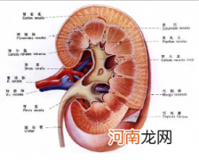 怀孕前请关注你的“肾”