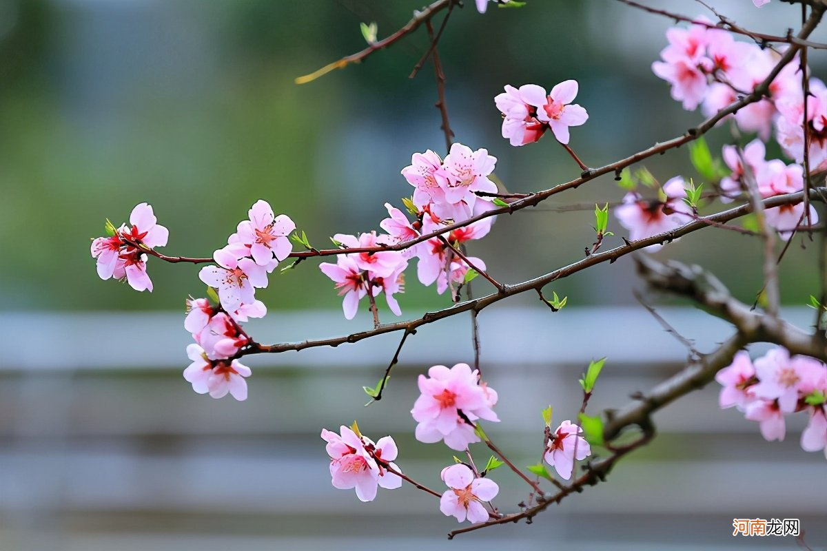 桃花茶的正确喝法