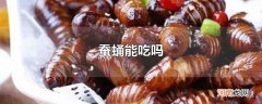 蚕蛹能吃吗