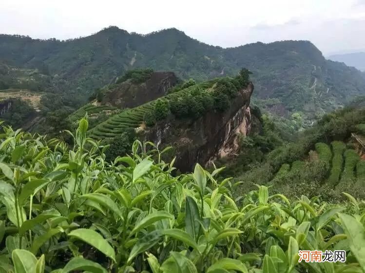 乌龙茶的工艺与起源 乌龙茶的叶底特征