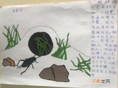 蟋蟀的住宅指的是什么 蟋蟀的住宅称之为什么