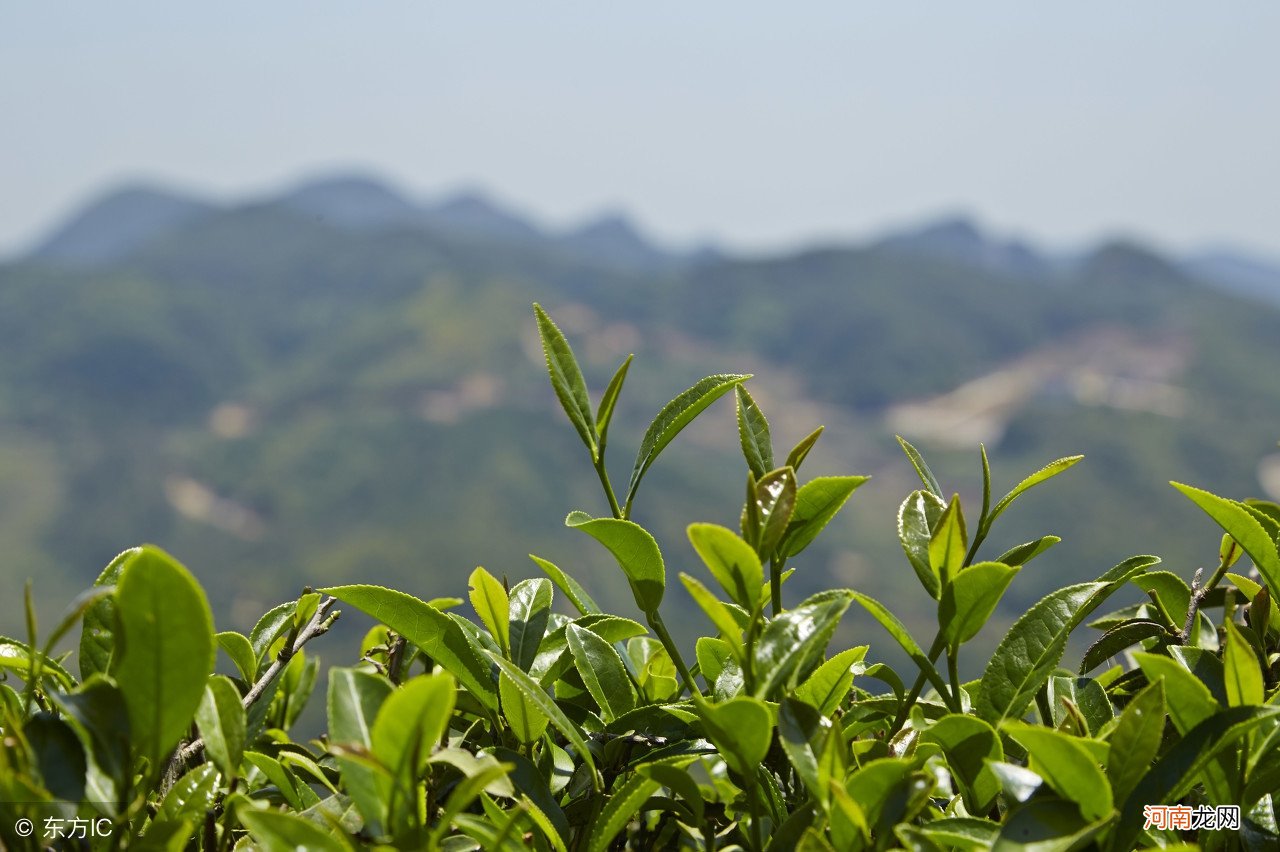 武夷茶创下的逆天纪录 武夷山茶文化的成就