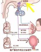 乳房一挤出血,不挤不出